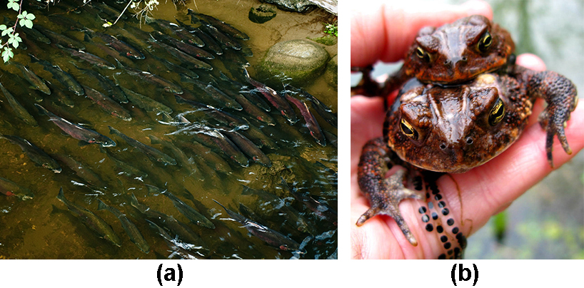 Photo A shows many salmon swimming up a shallow creek. Photo B shows mating toads.