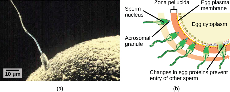 Part A is a micrograph that shows a sperm whose head is touching the surface of an egg. The egg is much larger than the sperm. Part B is an illustration that shows the surface of the egg, which is coated with a zona pellucida. The sperm penetrates the zona pellucida and releases its DNA into the egg. At this point, changes in proteins just inside the egg’s cell membrane occur, preventing entry of other sperm.