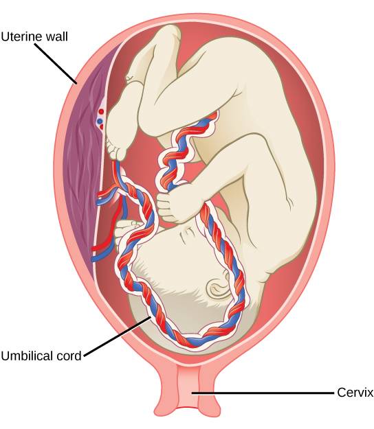 Illustration shows a third trimester fetus, which is a fully developed baby. The fetus is up-side down and pressing on the cervix. The thick umbilical cord extends from the fetus’s belly to the uterine wall.