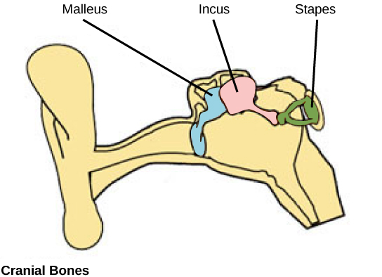 The illustration shows the three bones of the inner ear, the malleus, the incus, and the stapes, which are connected together inside the ear canal.