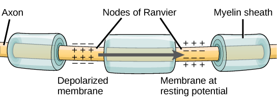 Illustration shows an axon covered in three bands of myelin sheath. Between the sheath coverings the axon is exposed. The uncovered parts of the axon are called nodes of Ranvier. In the illustration, the left node of Ranvier is depolarized such that the membrane potential is positive inside and negative outside. The right membrane of the right node is at the resting potential, negative inside and positive outside. An arrow indicates that the depolarization jumps from the left node to the right, so that the right node becomes depolarized.