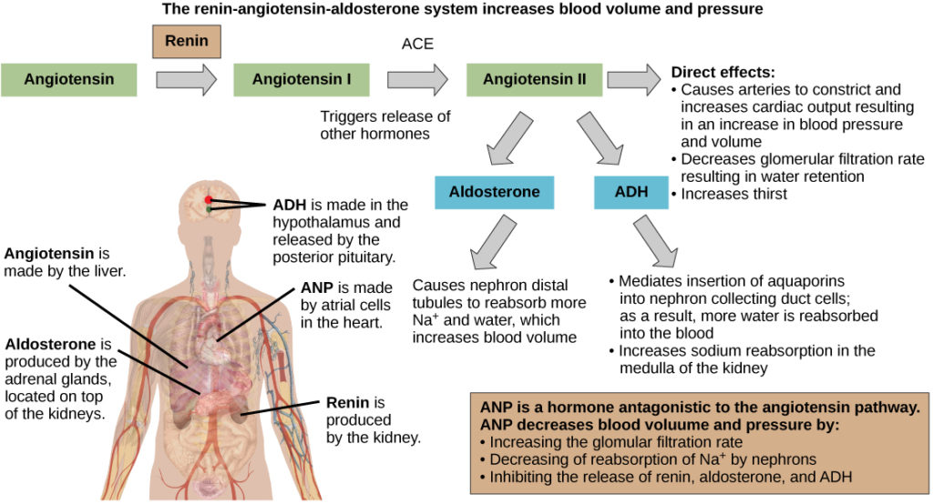 The renin-angiotensin-aldosterone pathway involves four hormones: renin, which is made in the kidney, angiotensin, which is made in the liver, aldosterone, which is made in the adrenal glands, and ADH, which is made in the hypothalamus and secreted by the posterior pituitary. The adrenal glands are located on top of the kidneys, and the hypothalamus and pituitary are in the brain. The pathway begins when renin converts angiotensin into angiotensin I. An enzyme called ACE then converts angiotensin I into angiotensin II. Angiotensin II has several direct effects. These include arterial constriction, which increases blood pressure, decreasing the glomerular filtration rate, which results in water retention, and increasing thirst. Angiotensin II also triggers the release of two other hormones, aldosterone and ADH. Aldosterone causes nephron distal tubules to reabsorb more sodium and water, which increases blood volume. ADH moderates the insertion of aquaporins into the nephridial collecting ducts. As a result, more water is reabsorbed by the blood. ADH also causes arteries to constrict. The hormone ANP is antagonistic to the angiotensin pathway. ANP decreases blood pressure and volume by increasing the glomerulus filtration rate, increasing reabsorption of sodium ions by the nephron, and by inhibiting the release of renin from the kidney and aldosterone from the adrenal gland.