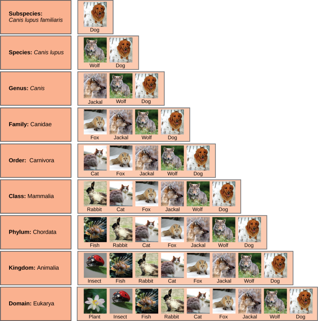 Illustration shows the taxonomic groups shared by various species. All of the organisms shown are in the domain Eukarya: plants, insects, fish, rabbits, cats, foxes, jackals wolves, and dogs. Of theses, insects, fish, rabbits, cats, foxes, jackals, wolves and dogs are in the kingdom Animalia. Within the kingdom Animalia, fish, rabbits, cats, foxes, jackals, wolves, and dogs are in the phylum Chordata. Rabbits, cats, foxes, jackals, wolves, and dogs are in the class Mammalia. Cats, foxes, jackals, wolves, and dogs are in the order Carnivora. Foxes, jackals, wolves, and dogs are in the family Canidae. Jackals, wolves and dogs are in the genus Canis. Wolves and Dogs and have the species name Canis lupus. Dogs have the subspecies name Canis lupus familiaris.