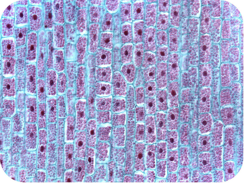Notice how all the cells seem to stack on each other, with no spaces in between. Might this allow the cells to form structures that can grow upright?