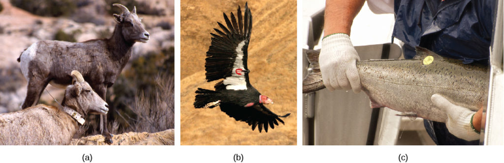 Photo A shows two bighorn sheep, one with a collar around its neck. Photo B shows a condor in flight with a tag on its wing. Photo C shows a man holding a salmon with a tag on its back.