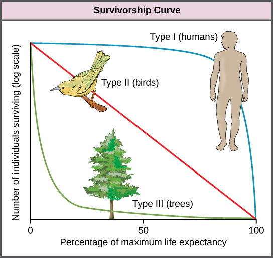 Graph plots the log of number of individuals surviving versus time. Three curves are shown, representing Type I, Type II, and Type III survivorship patterns. Birds exhibit a Type II survivorship curve, which decreases linearly with time. Humans show a Type I survivorship curve, which starts with a gentle slope that becomes increasingly steep with time. Trees show a Type III survivorship pattern, which starts with a steep slope that becomes less steep with time.