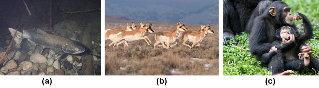 Photo (a) shows a salmon swimming. Photo (b) shows pronghorn antelope running on a plain. Photo (c) shows chimpanzees.