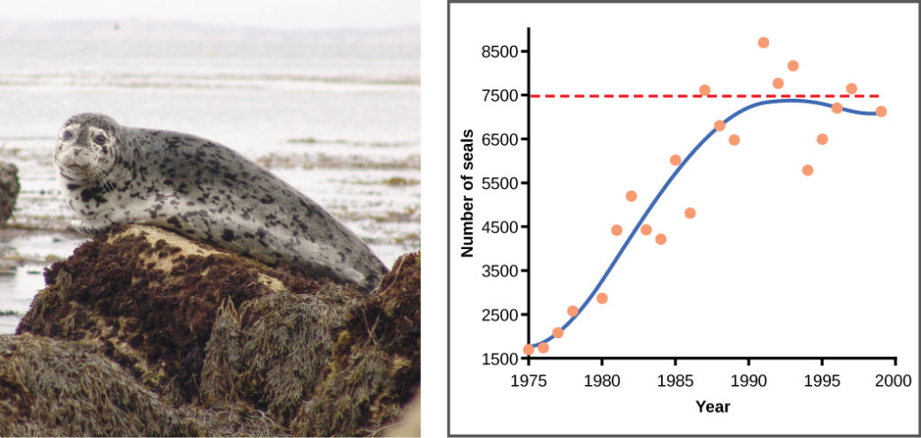 Graph plots the number of harbor seals versus time in years. Again, the curve rises steeply then plateaus at the carrying capacity, but this time there is much more scatter in the data. A micrograph of yeast cells, which are oval in shape, and a photo of a harbor seal are shown.