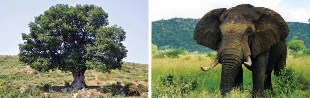 K-selected species, shows photos of an oak tree and an elephant. 
