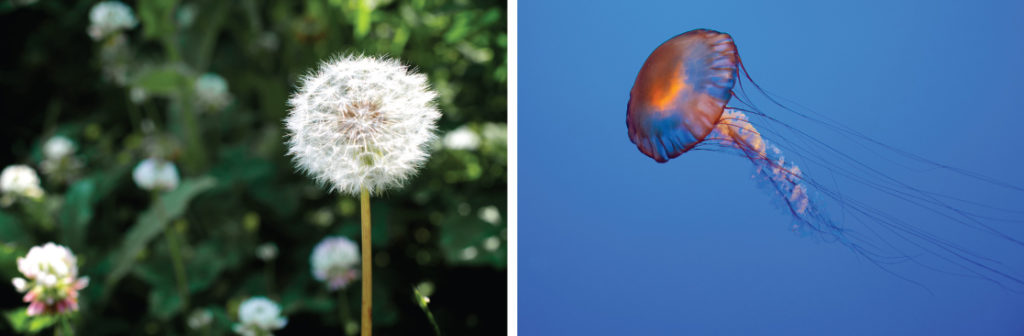 r-selected species, shows photos of a dandelion and a jellyfish.