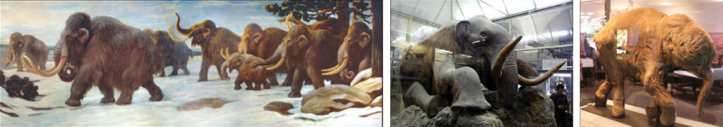Photo (a) shows a painting of mammoths walking in the snow. Photo (b) shows a stuffed mammoth sitting in a museum display case. Photo (c) shows a mummified baby mammoth, also in a display case.