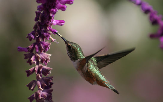 Photo depicts a hummingbird drinking nectar from a flower.