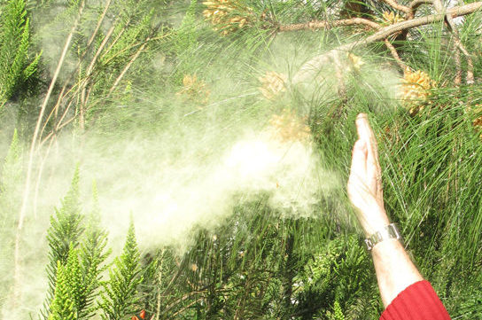 Photo shows a person knocking a cloud of pollen from a pine tree.