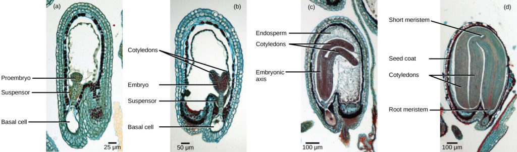  Micrograph A shows a seed in the initial stage of development. The proembryo grows inside an oval-shaped ovary with an opening at the bottom. The basal cell is at the bottom ovary, and suspensor cells are above it. The globular proembryo grows at the top of the suspensor. Micrograph B shows the second stage of development, in which the embryo grows into a heart-shape. Each bump in the heart is a cotyledon. Micrograph C shows the third stage of development. The embryo has grown longer and wider, and the cotyledons have grown into long extensions resembling bunny ears bent so they fit inside the seed. Cells inside the embryo grow in vertical columns. The central column, between the two ears, is called the embryonic axis. Micrograph D shows the fourth stage of development. The bunny ears are now as large as the main part of the embryo, and completely folded over. The base of the embryo is the root meristem, and the space between the two ears is the shoot meristem. A seed coat has formed over the ovary.