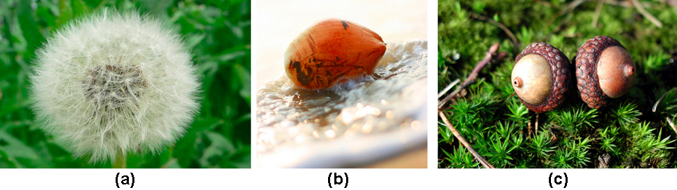 Part A shows a dandelion flower that has seeded. Part B shows a coconut floating in water. Part C shows two acorns.