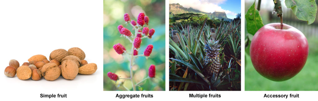  Photos depict a variety of nuts in their shells, an apple, raspberries and a pineapple.