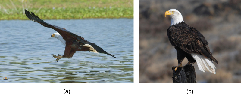 Photo a shows a picture of the African fish eagle in flight, and photo b shows the bald eagle perched on a post.