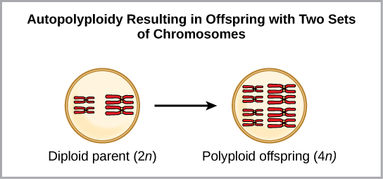 Autopolyploidy results in offspring with two sets of chromosomes. In the example shown, a diploid parent (2n) produces polyploid offspring (4n).