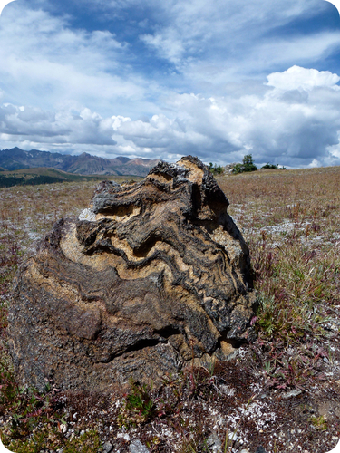A rock with curvy striations in different colors