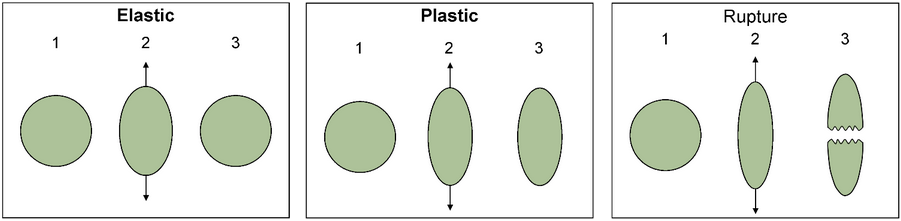 Diagram of Elastic, Plastic, and Rupture. In Elastic, the material is stretched a little bit and returns to normal. Plastic is the same, but the material can stretch further. In Rupture, the material is stretched too far and breaks, remaining it its stretched form