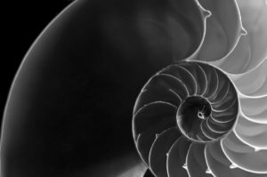 Black and white photo showing cross-section of a nautilus, which in turn exhibits the 