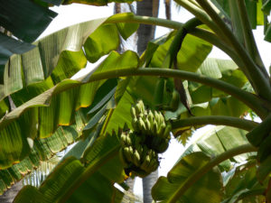 Photo of a banana tree with a large bunch of bananas near the top.