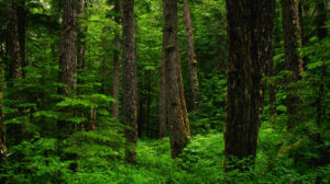 Photo of lush, old-growth forest