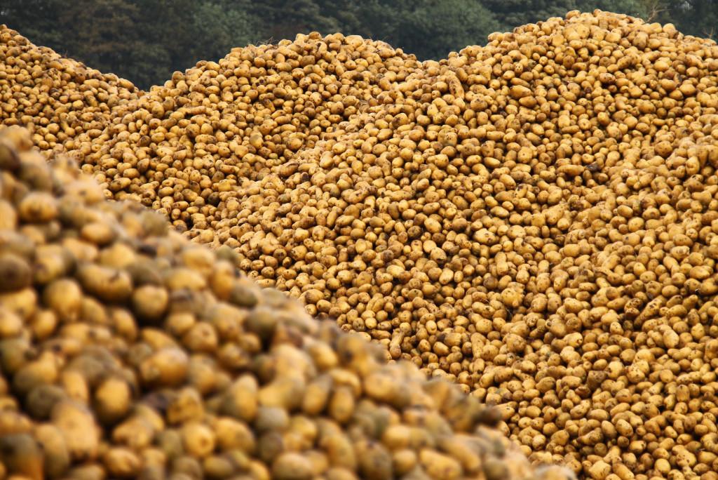 A mountain of potatoes.