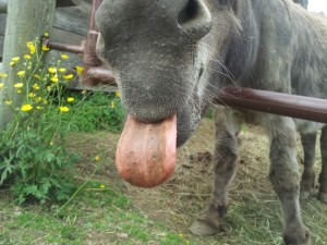 Photo of a mule sticking its tongue out.