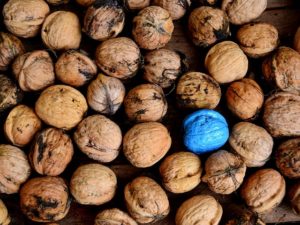 Photo of thirty or so walnuts in their shells. One walnut is bright blue.
