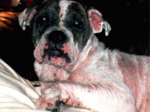 Photo of sickly-looking bulldog-terrier mix (