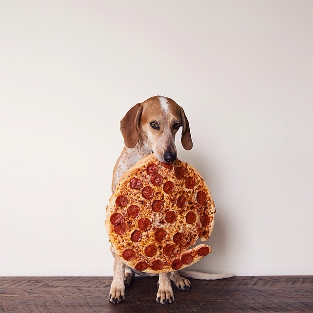 Photo of a dog with the side of a whole pizza in its teeth.