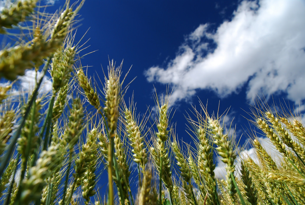 Photo of wheat with bright blue sky and white clouds in the background.