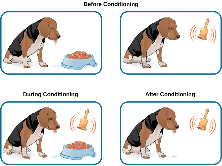 Behavioral and Cognitive Theories Lifespan Development