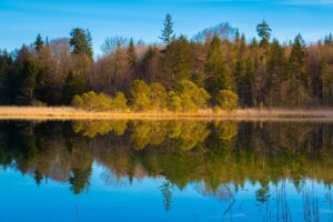 Photo of a clear lake with trees reflected in the water. Blue sky and no clouds.