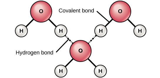 Diagram showing hydrogen bonds formed between adjacent water molecules. In a single water molecule, two hydrogen atoms are bound to an oxygen atom with a covalent bond. Adjacent water molecules are bound together with weak hydrogen bonds, where hydrogen atoms of water molecules bind together with the oxygen atom of another water molecule.