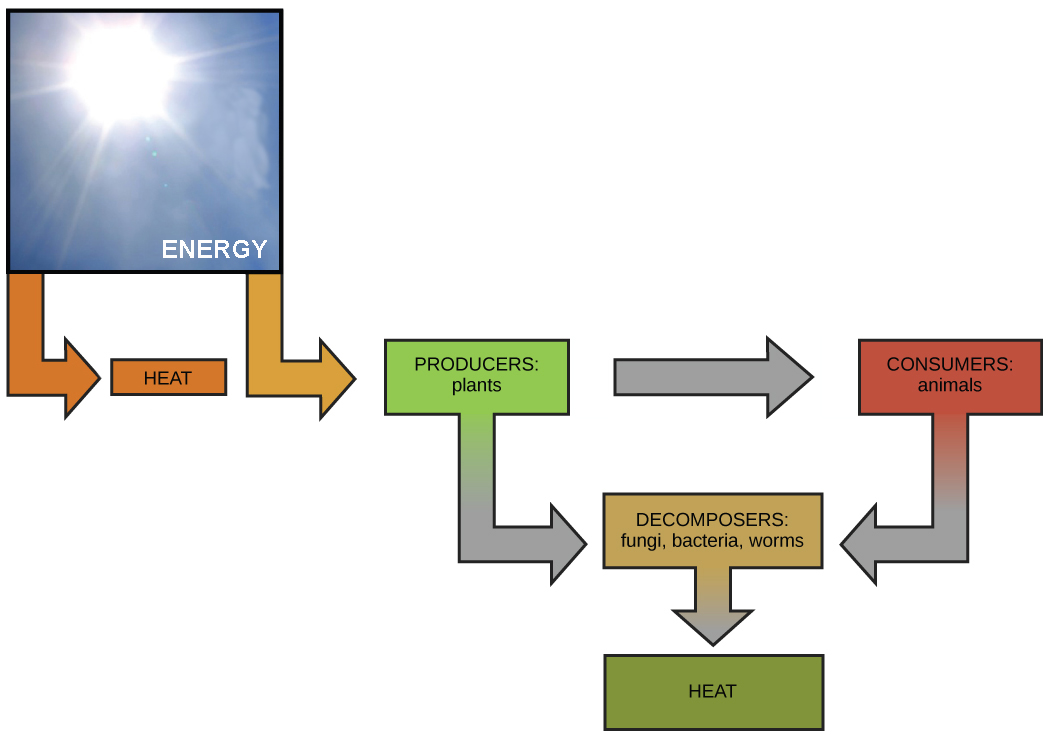 This diagram shows energy from the sun being transferred to producers, such as plants. The producers in turn transfer energy to consumers and decomposers. Animals also transfer energy to decomposers.