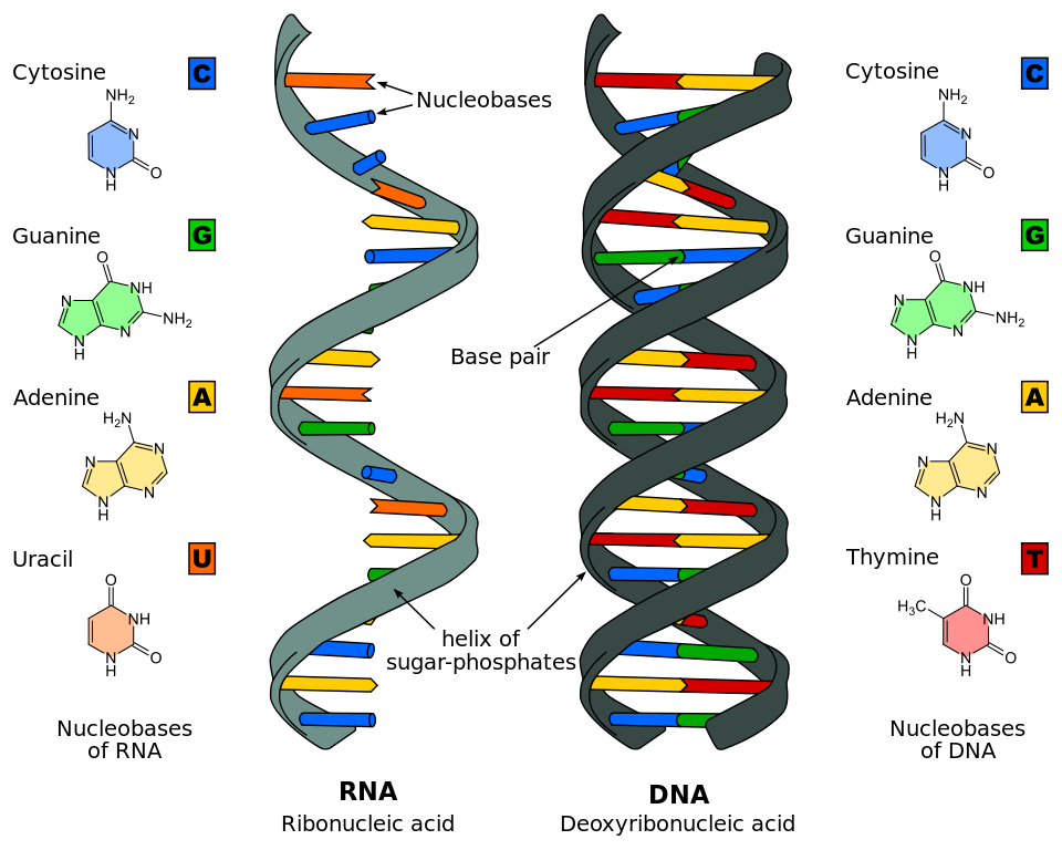 A strand of RNA next to DNA. RNA is a single helix composed of cytosine, guanine, adenine, and uracil. DNA is a double helix composed of cytosine, guanine, adenine, and thymine.