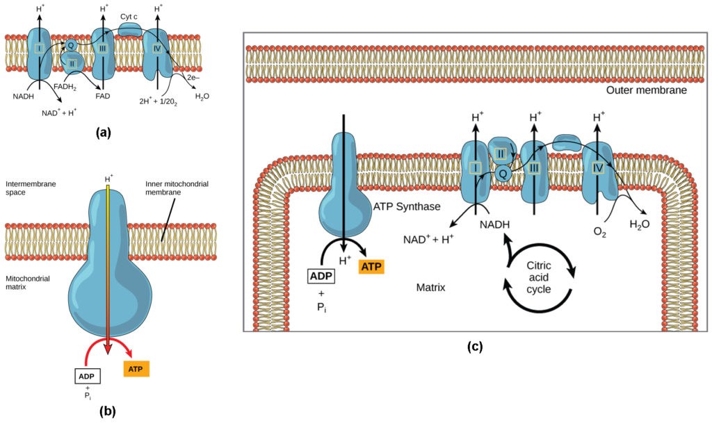 Part a: This illustration shows the electron transport chain embedded in the inner mitochondrial membrane. The electron transport chain consists of four electron complexes. Complex I oxidizes NADH to NAD+ and simultaneously pumps a proton across the membrane into the intermembrane space. The two electrons released from NADH are shuttled to coenzyme Q, then to complex III, to cytochrome c, to complex IV, then to molecular oxygen. In the process, two more protons are pumped across the membrane into the intermembrane space, and molecular oxygen is reduced to form water. Complex II removes two electrons from FADH2, thereby forming FAD. The electrons are shuttled to coenzyme Q, then to complex III, cytochrome c, complex I, and molecular oxygen as in the case of NADH oxidation. Part b: This illustration shows an ATP synthase enzyme embedded in the inner mitochondrial membrane. ATP synthase allows protons to move from an area of high concentration in the intermembrane space to an area of low concentration in the mitochondrial matrix. The energy derived from this exergonic process is used to synthesize ATP from ADP and inorganic phosphate. Part c: This illustration shows the electron transport chain and ATP synthase enzyme embedded in the inner mitochondrial membrane, and the citric acid cycle in the mitochondrial matrix. The citric acid cycle feeds NADH and FADH2 into the electron transport chain. The electron transport chain oxidizes these substrates and, in the process, pumps protons into the intermembrane space. ATP synthase allows protons to leak back into the matrix and synthesizes ATP.