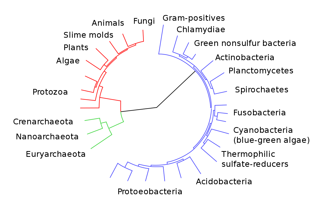 An unrooted phylogenetic tree. It does not resemble a living tree; rather, groups of organisms within the Archaea, Eukarya, and Bacteria domains are arranged in a circle. Lines connect the groups within each domain. The groups within Archaea and Eukarya are then connected together. A line from the Archaea/ Eukarya domains, and another from the Bacteria meet in the center of the circle. There is no root, and therefore no indication of which domain arose first.