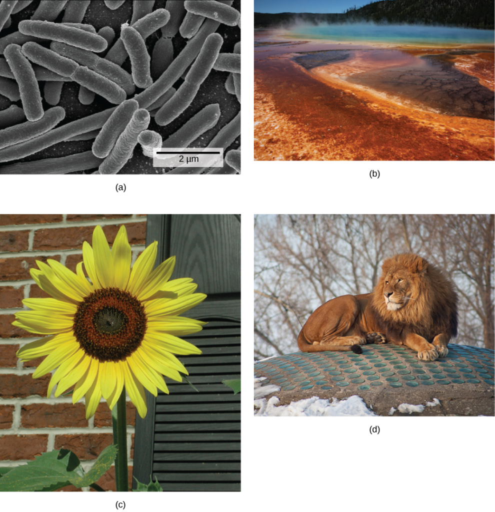 Photo depict: A: bacterial cells. Photo depict: B: a natural hot vent. Photo depict: C: a sunflower. Photo depict: D: a lion.