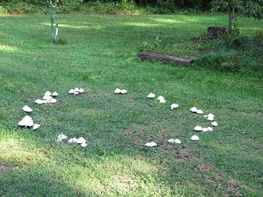 There are several mushrooms growing together in the pattern of a circular ring