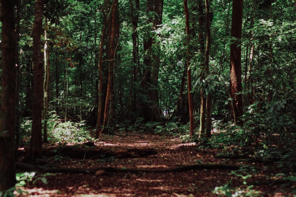 Photo of lush, old-growth forest