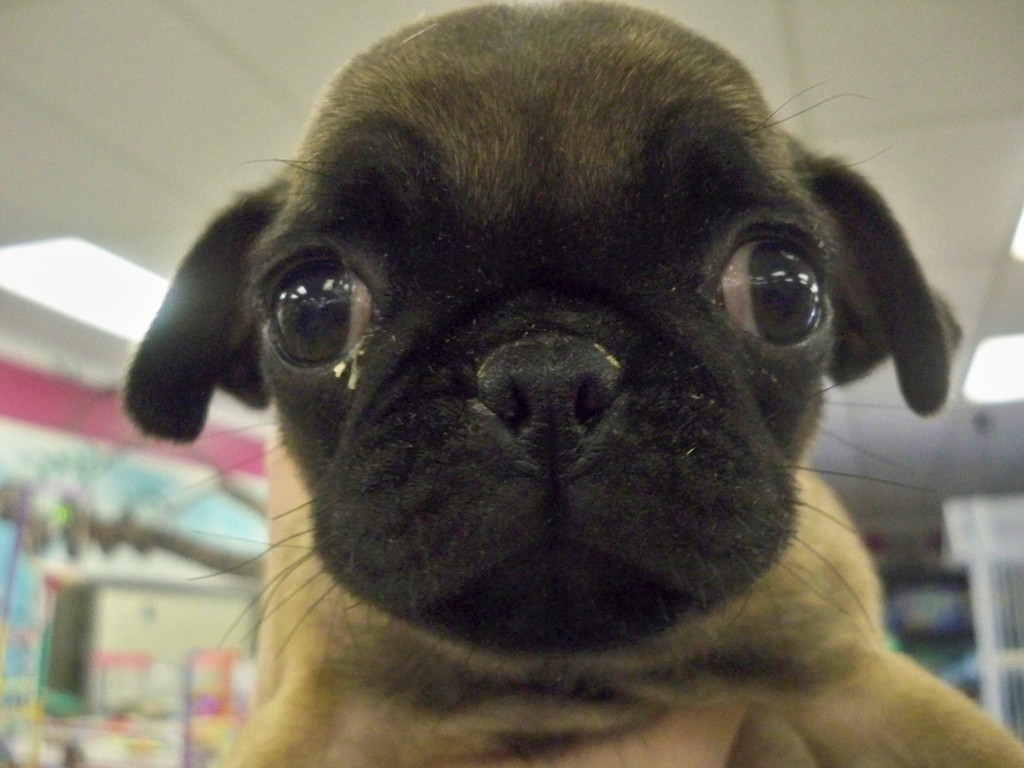 Sad-looking puppy with goopy eyes and droopy ears.