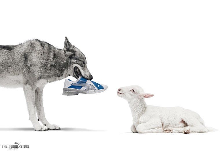 A wolf and a lamb look at each other. The lamb is laying down and the wolf is standing. The wolf has a Puma sneaker in its mouth.