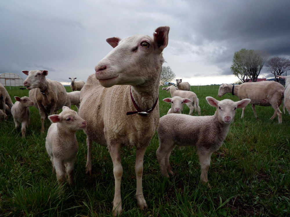 Photo of sheep and lambs at Zephyros Farm and Garden.
