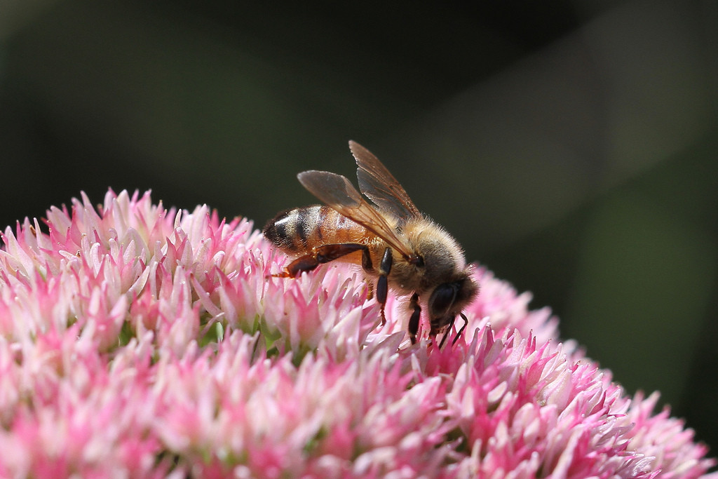 Honey bee atop a pink clover flower.