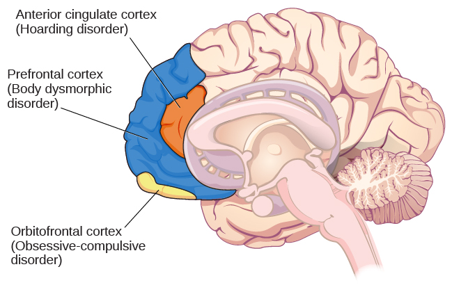 ocd-and-ptsd-introduction-to-psychology-course-hero