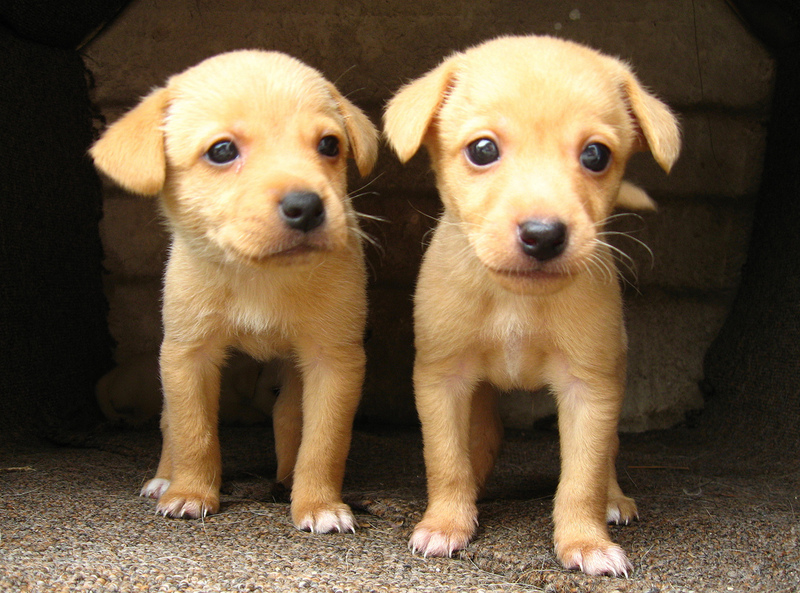 Two similar-looking puppies.