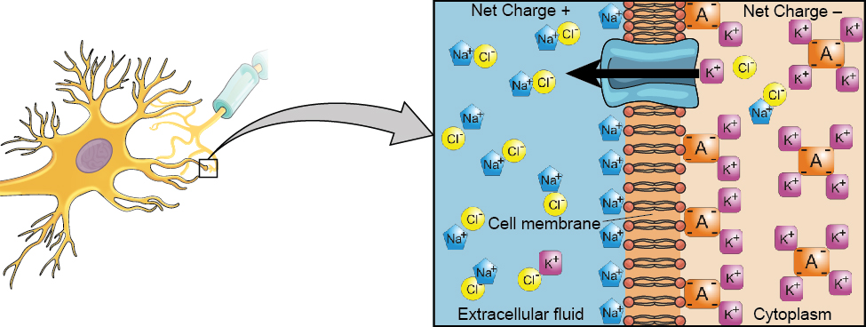 A close-up illustration depicts the difference in charges across the cell membrane, and shows how Na+ and K+ cells concentrate more closely near the membrane.